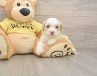 7 week old Cavapoo Puppy For Sale - Florida Fur Babies