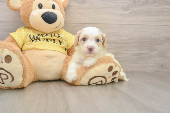 Cavapoo Puppy for Adoption