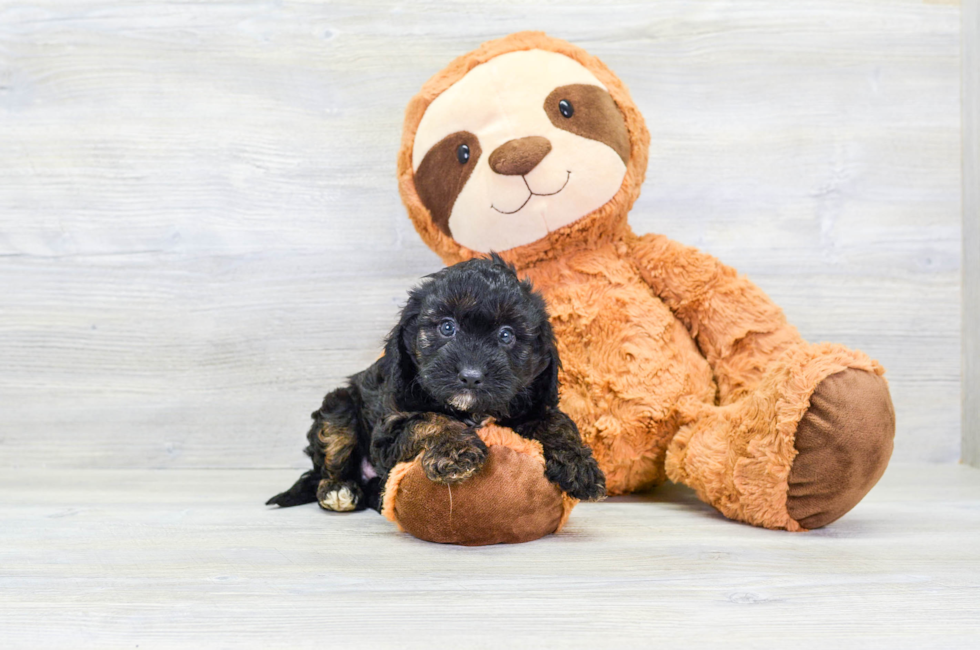 7 week old Cavapoo Puppy For Sale - Florida Fur Babies