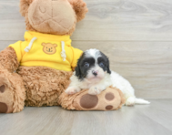 8 week old Cavapoo Puppy For Sale - Florida Fur Babies