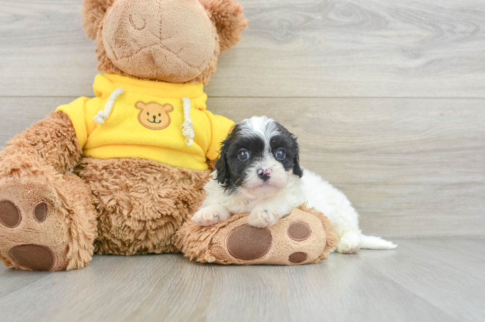 8 week old Cavapoo Puppy For Sale - Florida Fur Babies