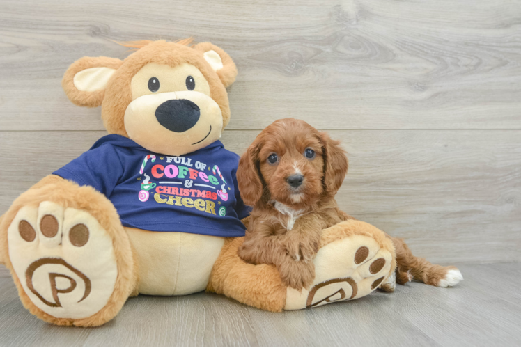 Cavapoo Pup Being Cute