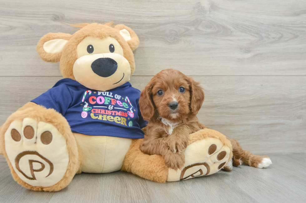 5 week old Cavapoo Puppy For Sale - Florida Fur Babies