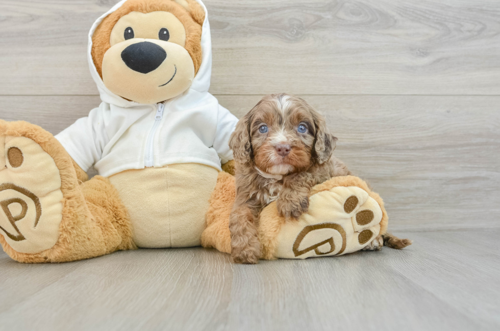 5 week old Cavapoo Puppy For Sale - Florida Fur Babies