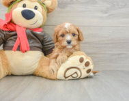 8 week old Cavapoo Puppy For Sale - Florida Fur Babies
