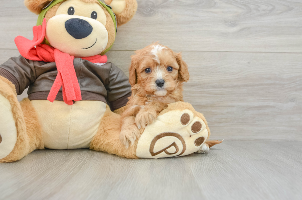5 week old Cavapoo Puppy For Sale - Florida Fur Babies