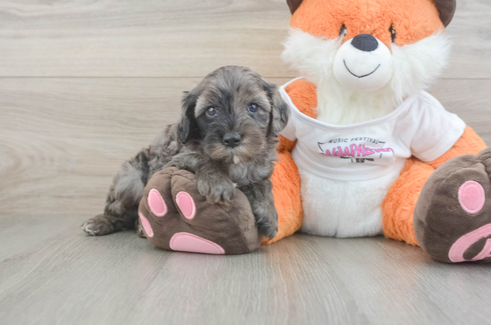 5 week old Cavapoo Puppy For Sale - Florida Fur Babies