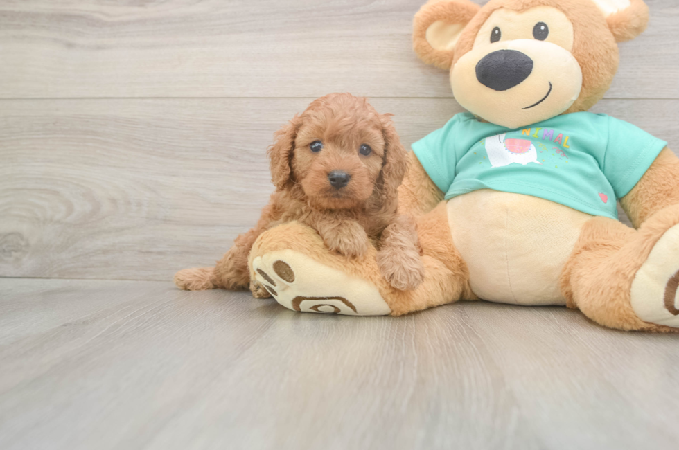 5 week old Cavapoo Puppy For Sale - Florida Fur Babies