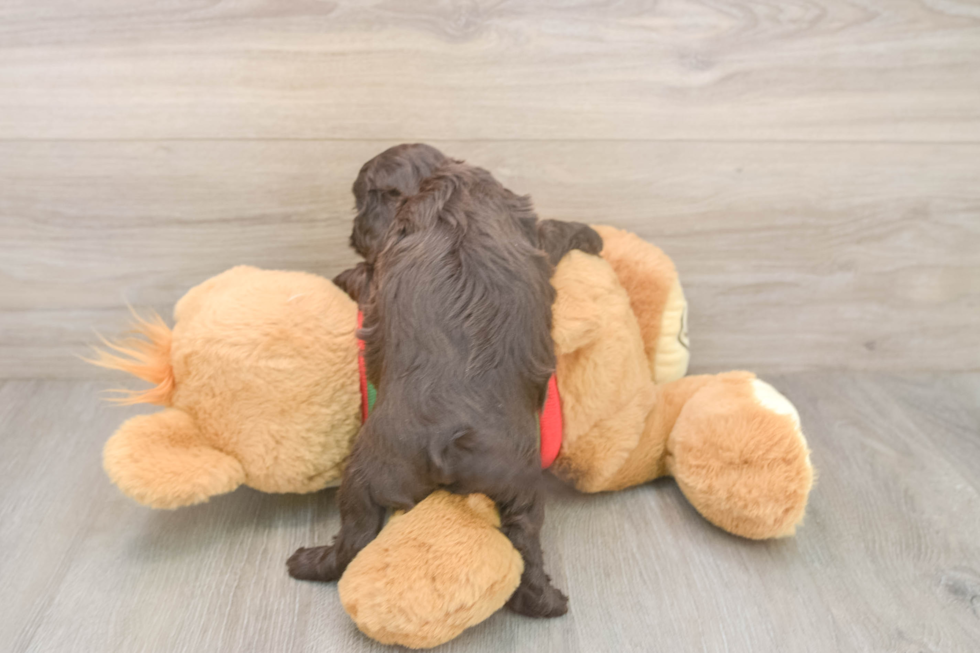 Cavapoo Pup Being Cute