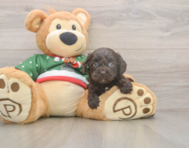 7 week old Cavapoo Puppy For Sale - Florida Fur Babies