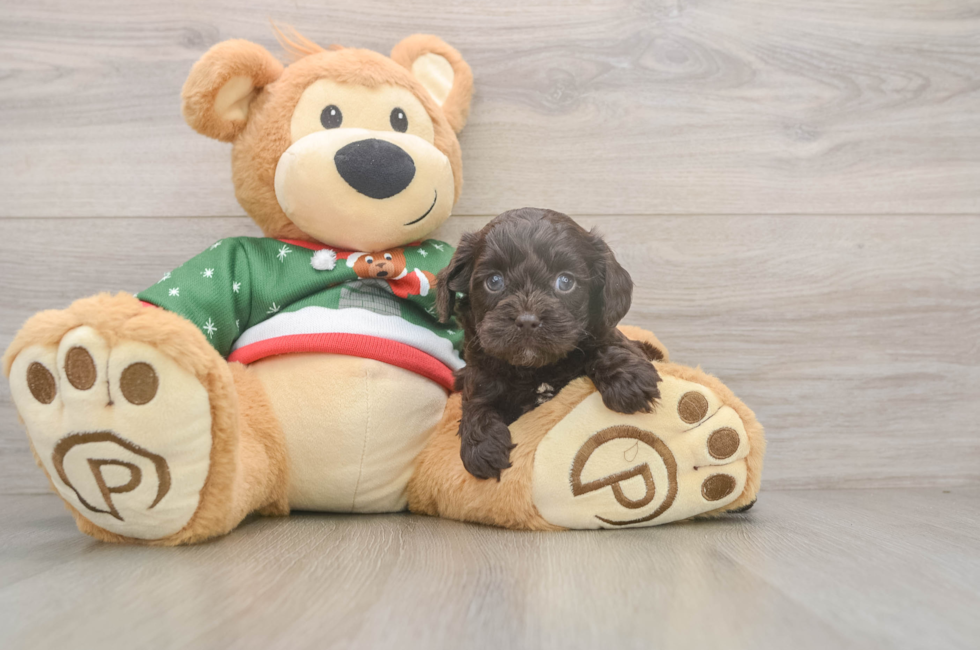 5 week old Cavapoo Puppy For Sale - Florida Fur Babies