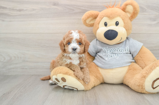 Cavapoo Puppy for Adoption