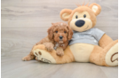 Cavapoo Puppy for Adoption