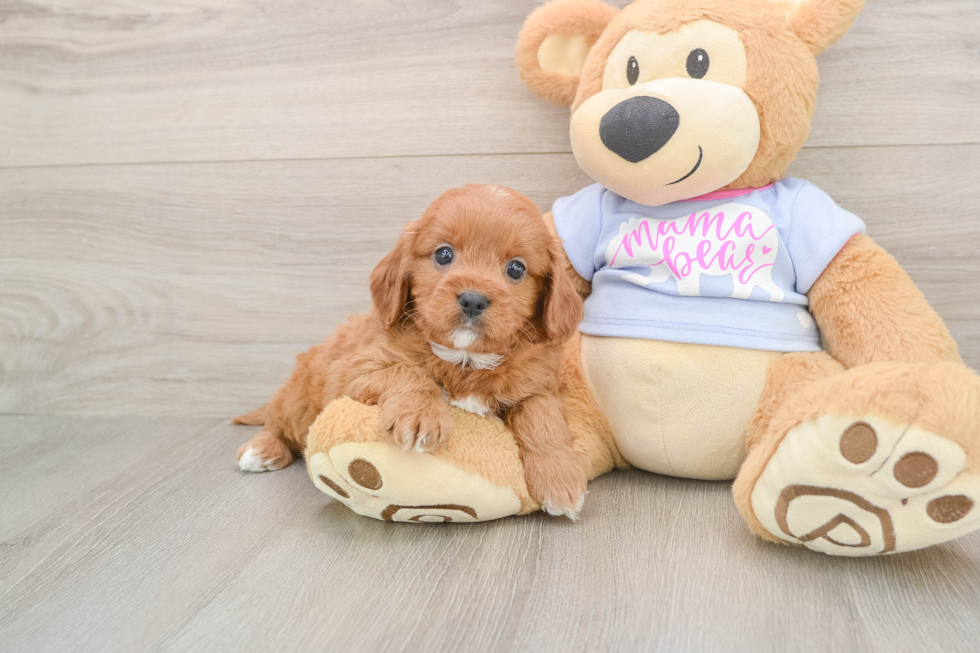 Cavapoo Pup Being Cute