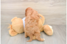 Sweet Cavapoo Baby