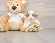 6 week old Cavapoo Puppy For Sale - Florida Fur Babies
