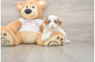 Cavapoo Puppy for Adoption