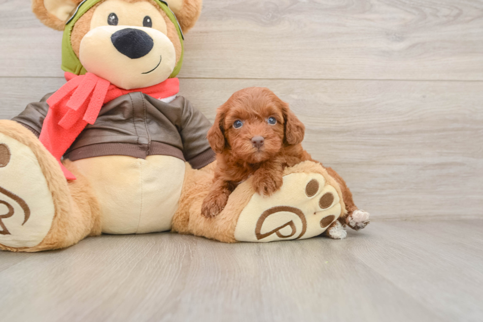 Petite Cavapoo Poodle Mix Pup