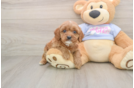Cavapoo Puppy for Adoption