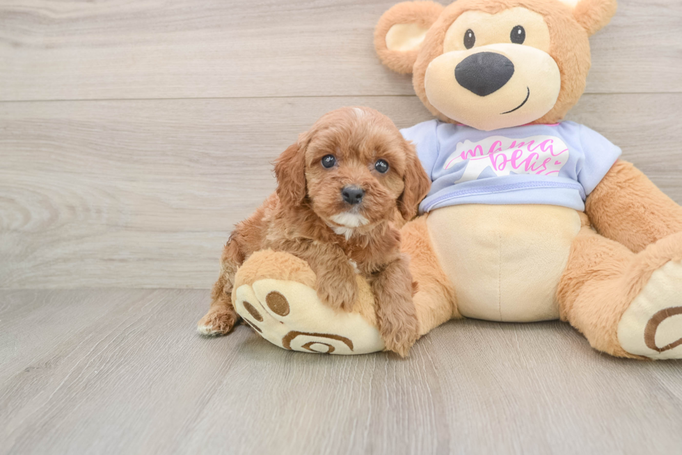 Cavapoo Puppy for Adoption