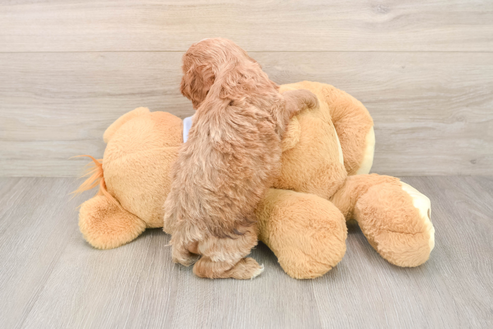 Adorable Cavalier King Charles Spaniel and Poodle Mix Poodle Mix Puppy