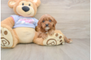 Little Cavipoo Poodle Mix Puppy