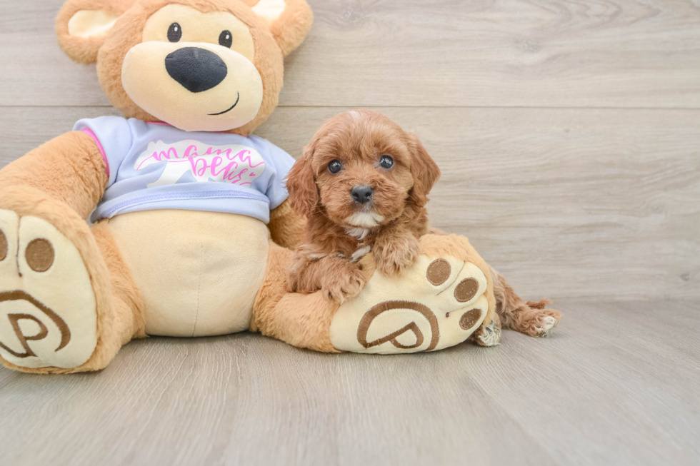 Little Cavipoo Poodle Mix Puppy