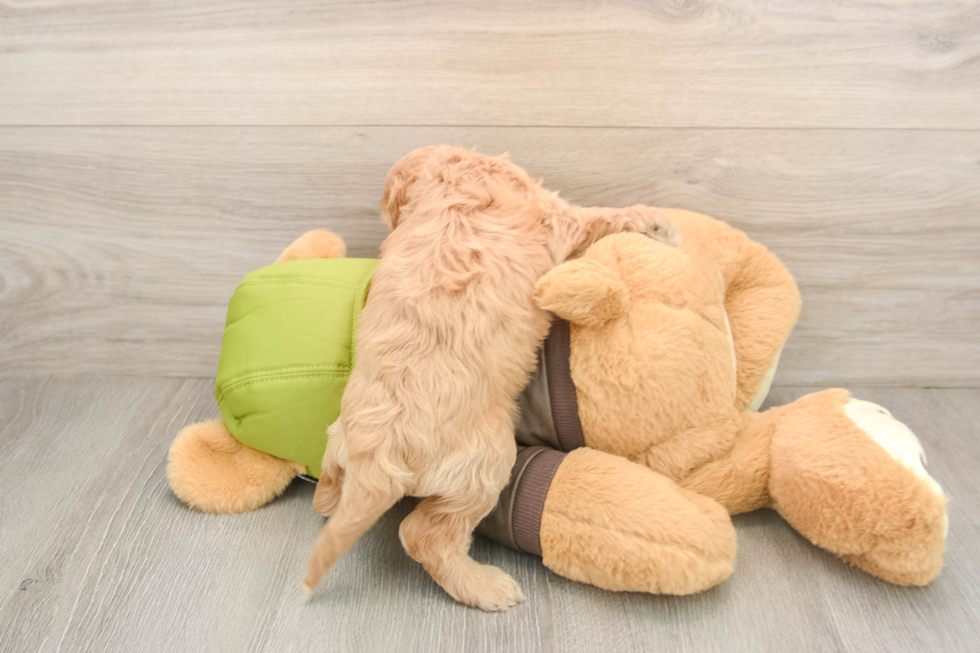 Cavapoo Puppy for Adoption