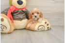 Little Cavipoo Poodle Mix Puppy