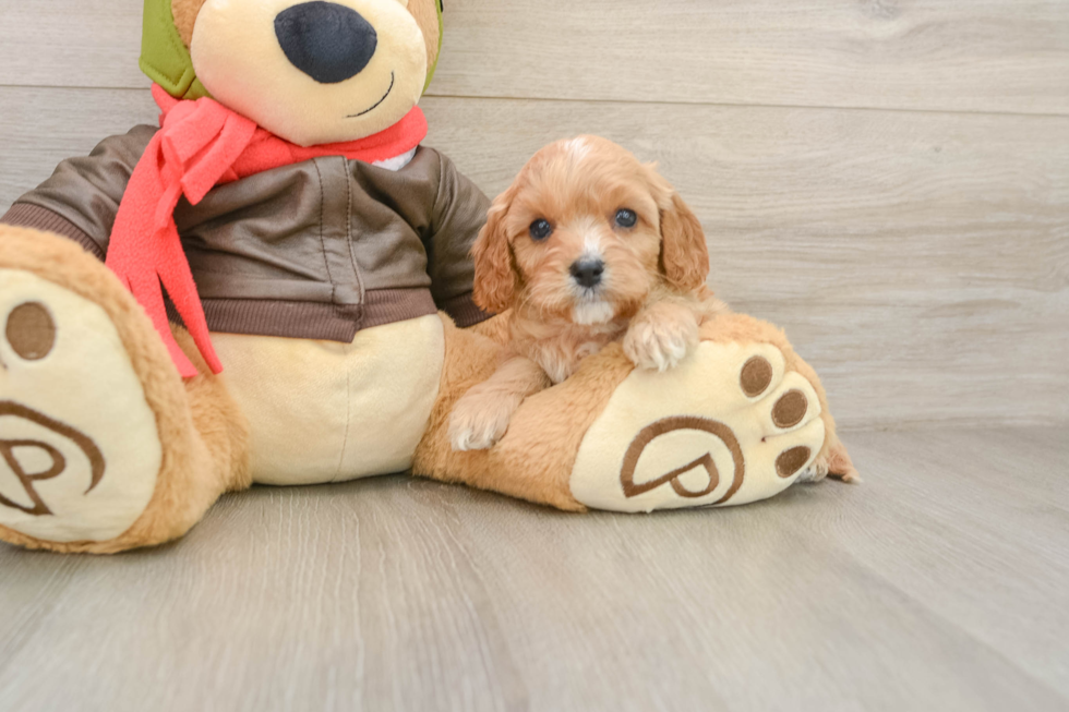Little Cavipoo Poodle Mix Puppy