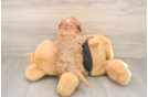 Playful Cavapoodle Poodle Mix Puppy