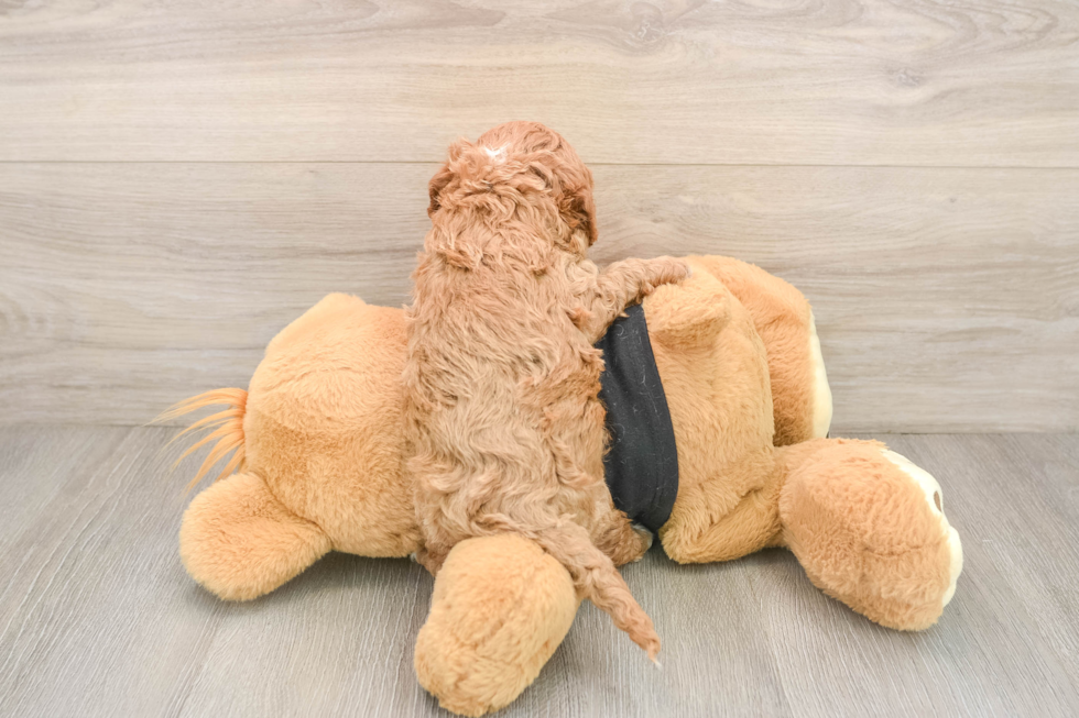 Playful Cavapoodle Poodle Mix Puppy