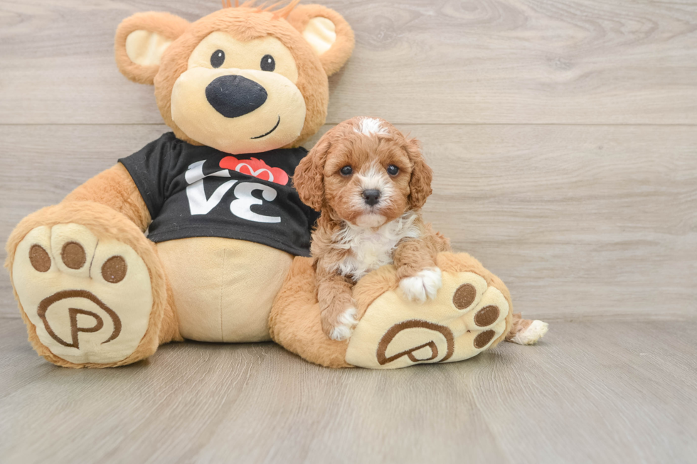 Friendly Cavapoo Baby