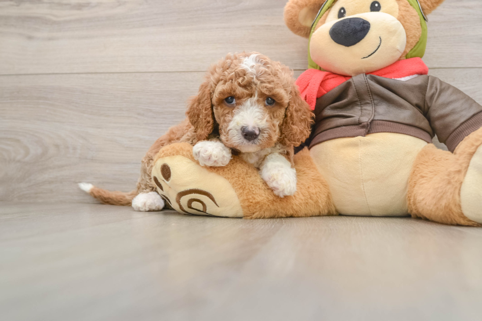 Hypoallergenic Cavadoodle Poodle Mix Puppy