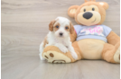 Adorable Cavalier King Charles Spaniel and Poodle Mix Poodle Mix Puppy