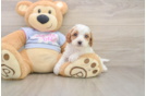 Cavapoo Pup Being Cute