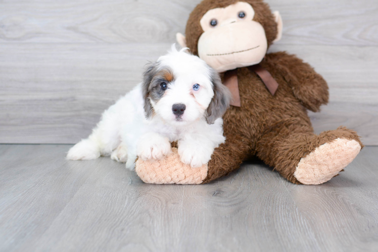 Cavapoo Puppy for Adoption