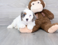 9 week old Cavapoo Puppy For Sale - Florida Fur Babies