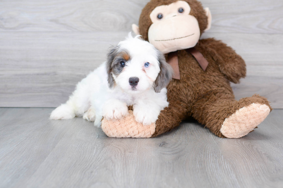 9 week old Cavapoo Puppy For Sale - Florida Fur Babies