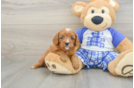 Best Cavapoo Baby