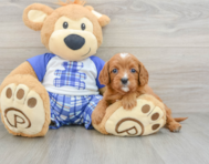 8 week old Cavapoo Puppy For Sale - Florida Fur Babies