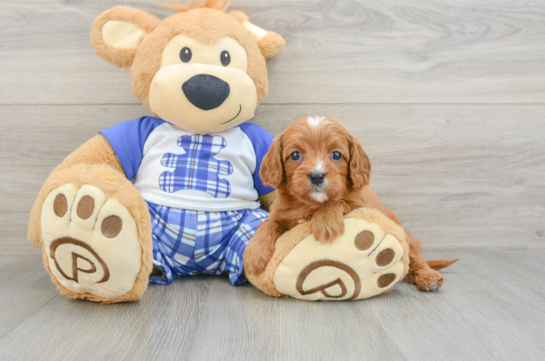 Friendly Cavapoo Baby