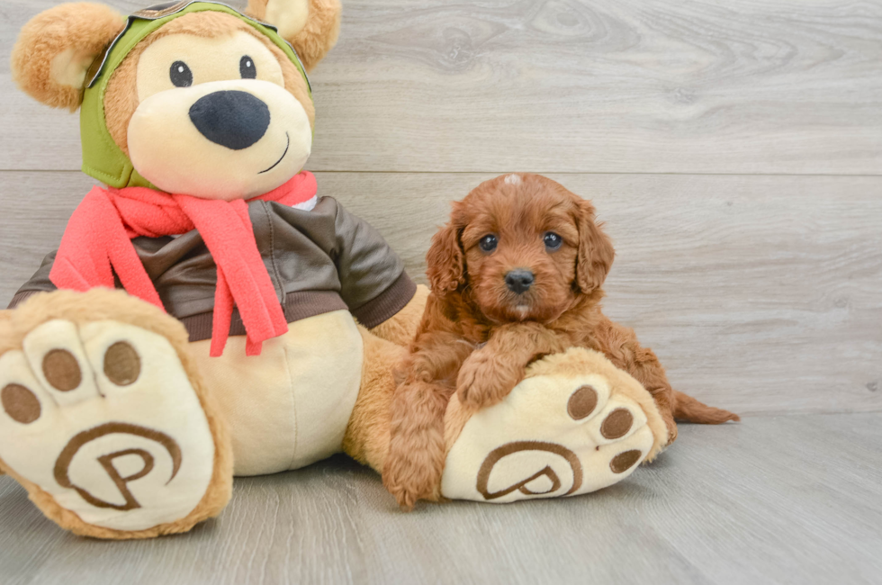 5 week old Cavapoo Puppy For Sale - Florida Fur Babies