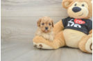 Best Cavapoo Baby