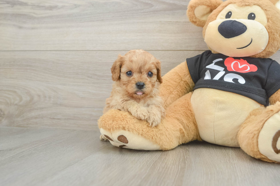 Best Cavapoo Baby