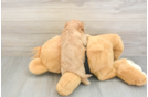 Popular Cavapoo Poodle Mix Pup