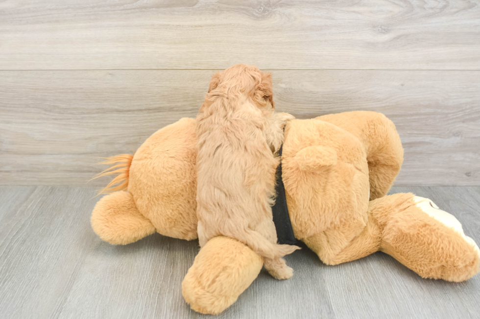Popular Cavapoo Poodle Mix Pup