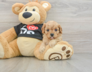 7 week old Cavapoo Puppy For Sale - Florida Fur Babies