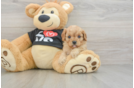 Cavapoo Pup Being Cute