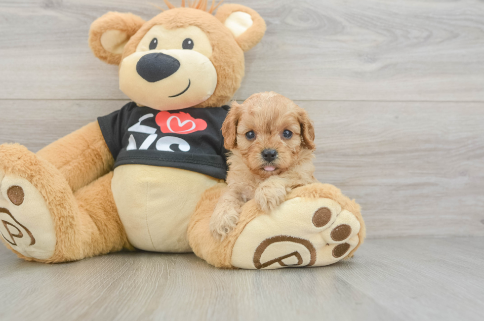 6 week old Cavapoo Puppy For Sale - Florida Fur Babies